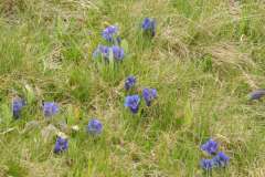 Die_Perle_am_Thunersee