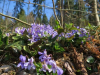 Hinkelsteine_007